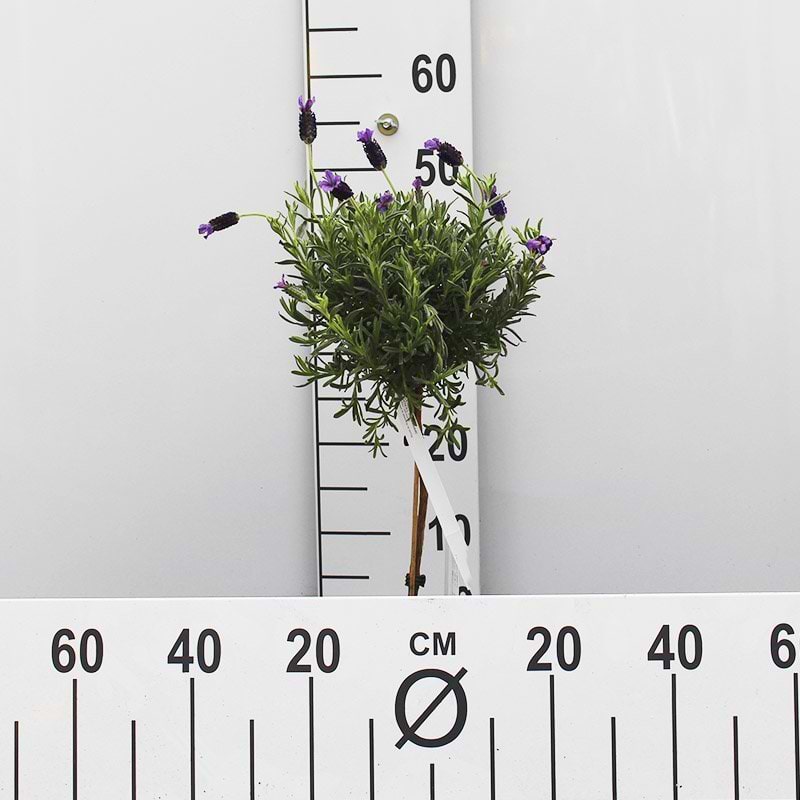 opstammet lavendel