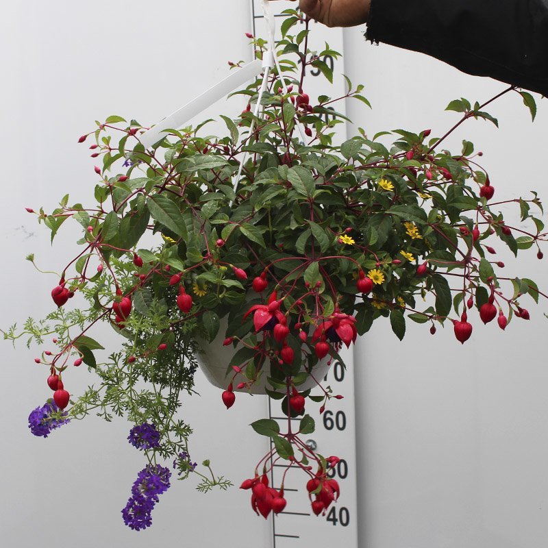 Sommerblomst i ampel