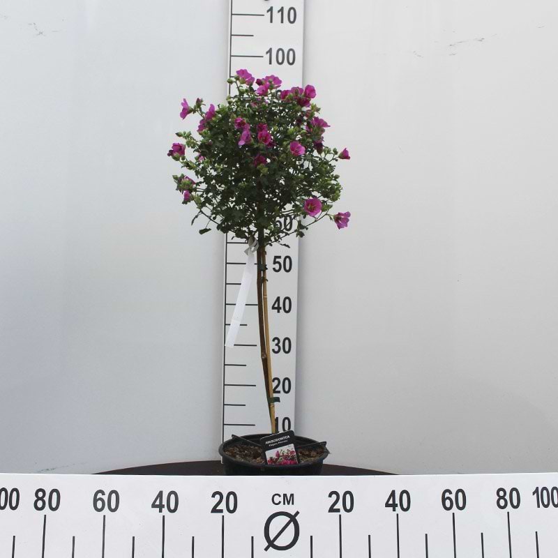 Opstammet sommerblomst