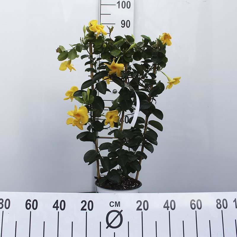 opstammet sommerblomst