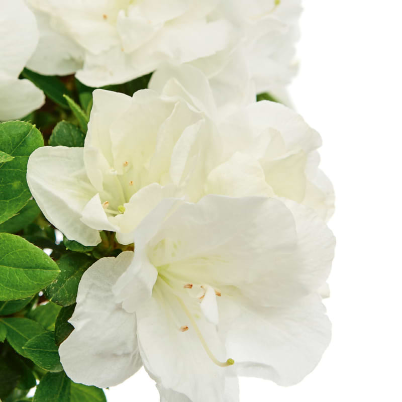 Japansk Azalea (Rhododendron obtusum 'Ina's Diamond') 20-25 cm | kbes her