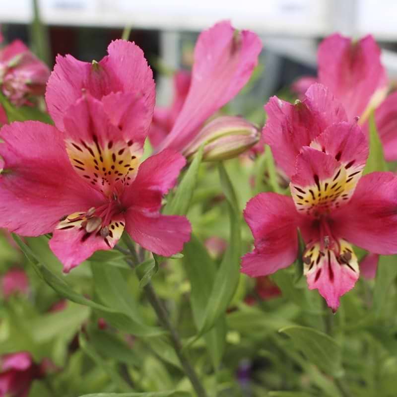 Inkalilje Alstromeria Inca Glow