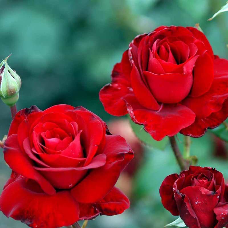 Ingrid Bergman rose og knop