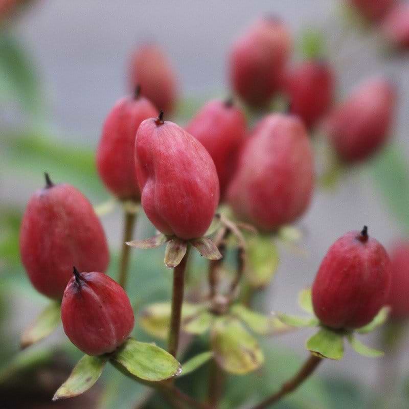 perikon rosa røde bær