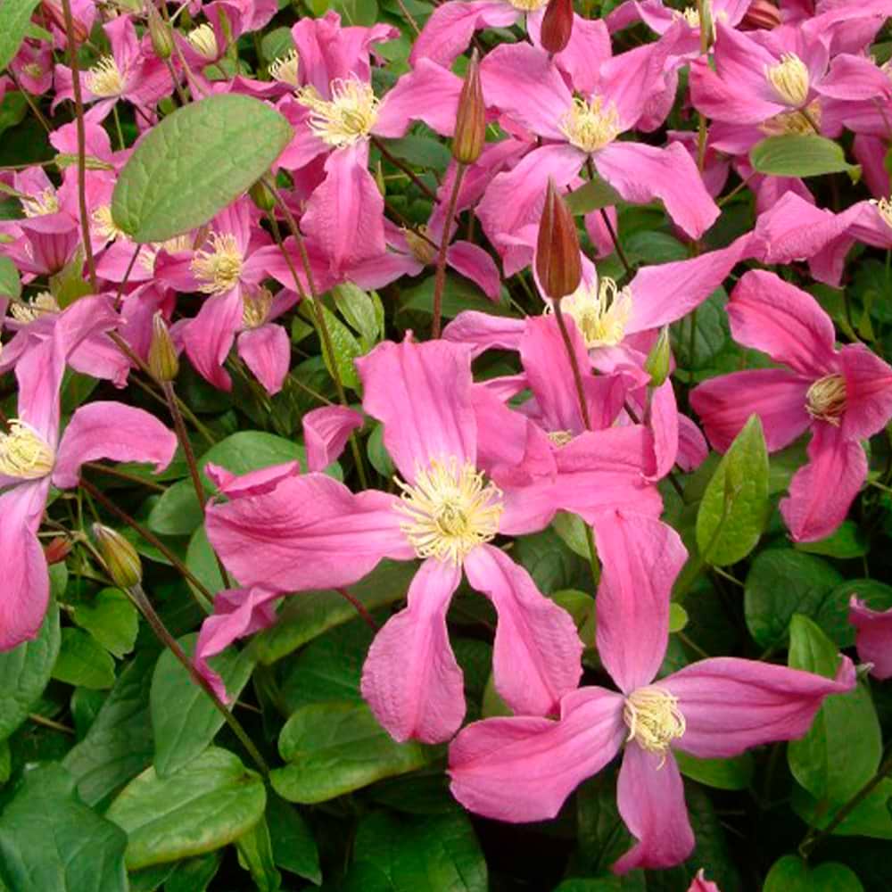 'Zoin' blomster