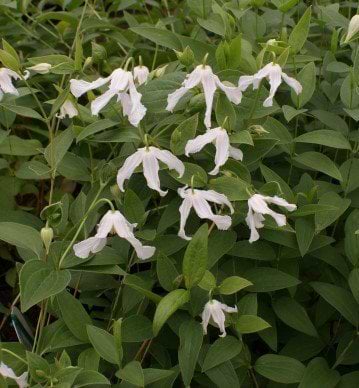 Klematis alba