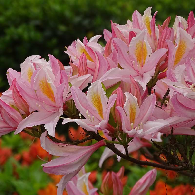 Rhododendron 'Irene Koster'