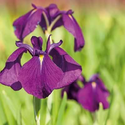 Iris ensata Variegata