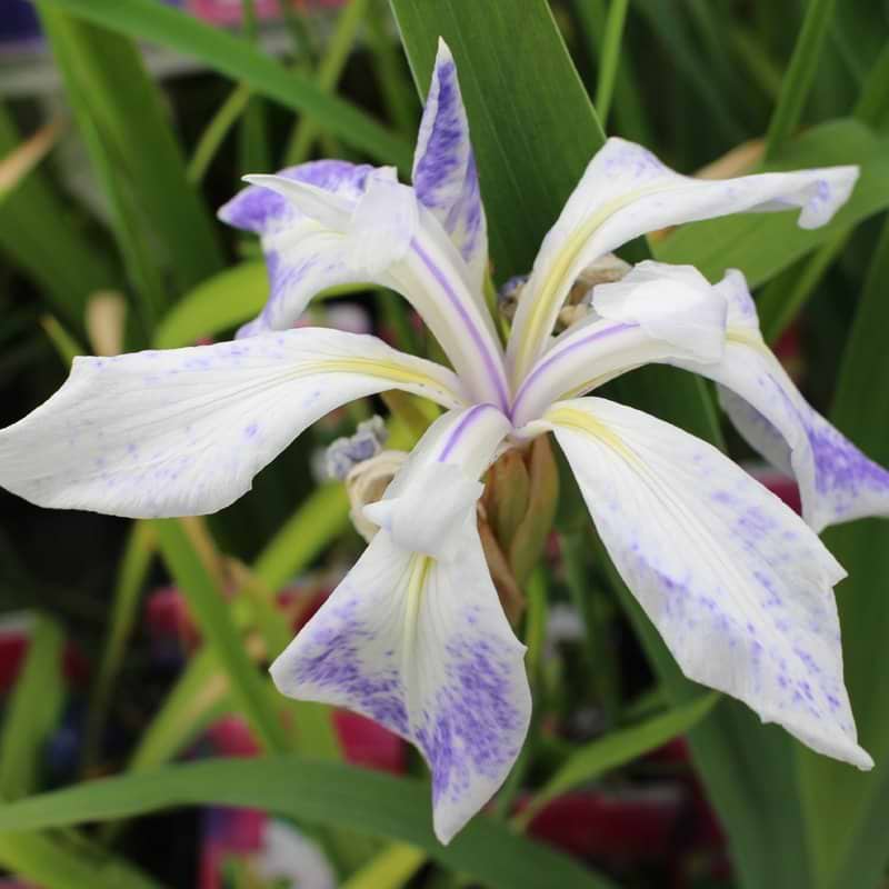 Iris laevigata Mottled Beauty