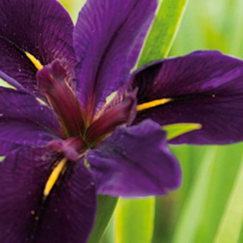 Iris louisiana Black Gamecock