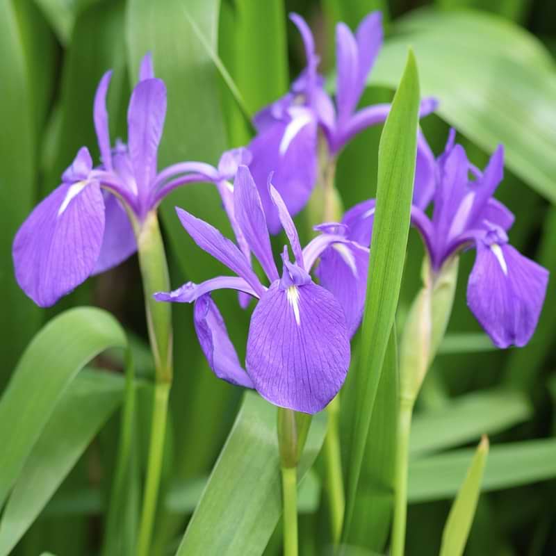 Iris laevigata
