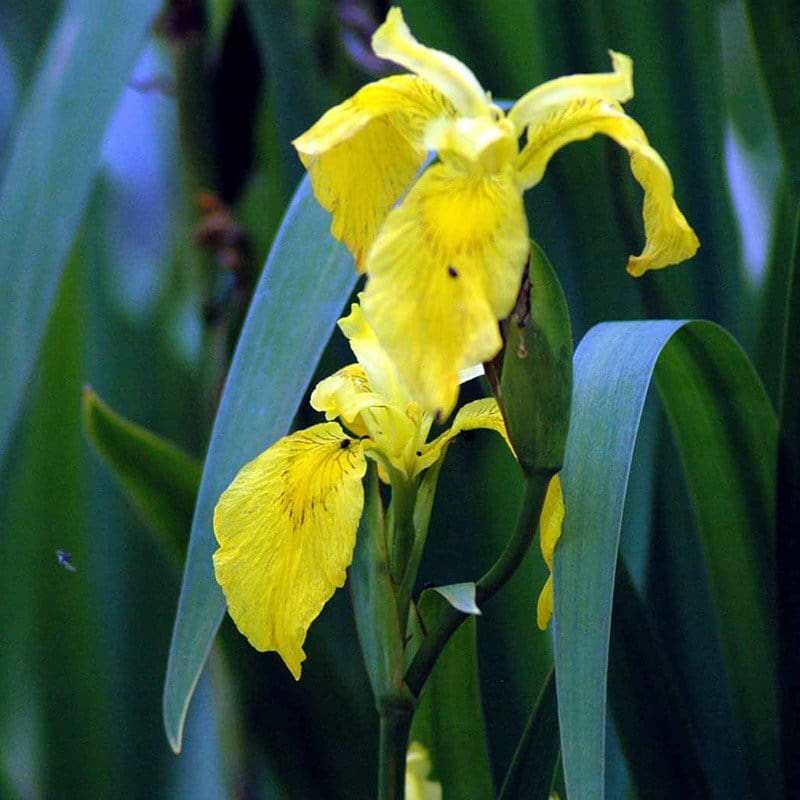 Iris pseudacorus