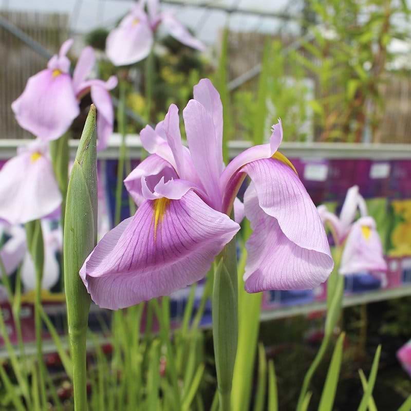 iris