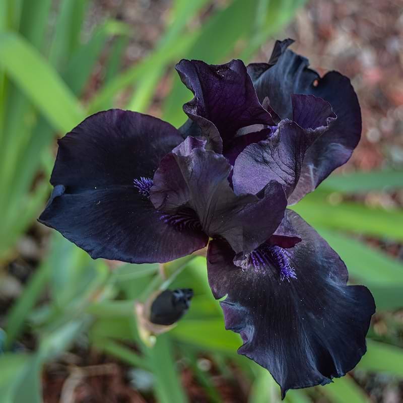 Sort iris