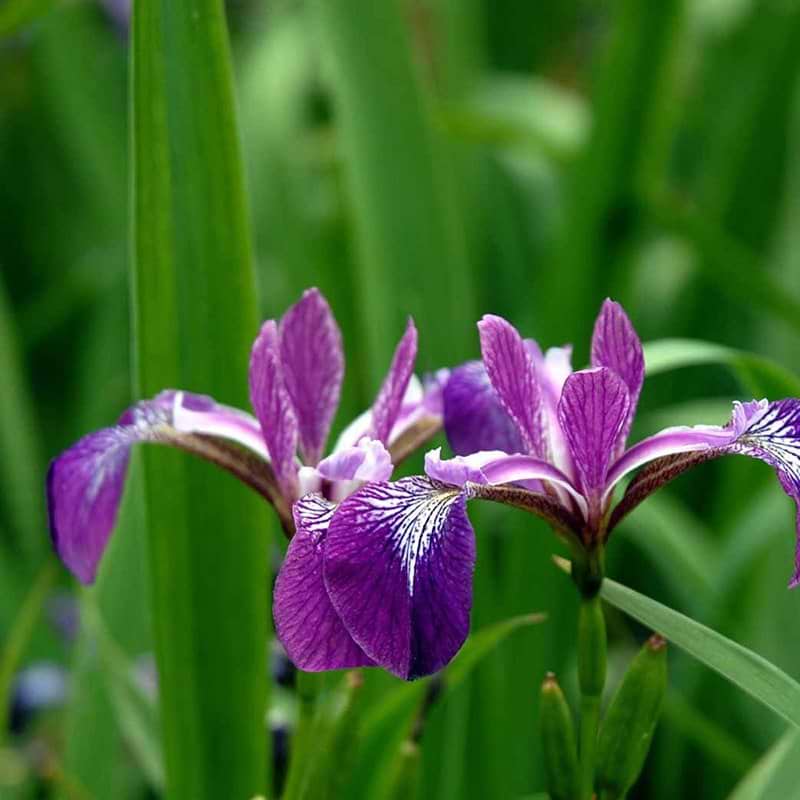 Iris versicolor vandplante
