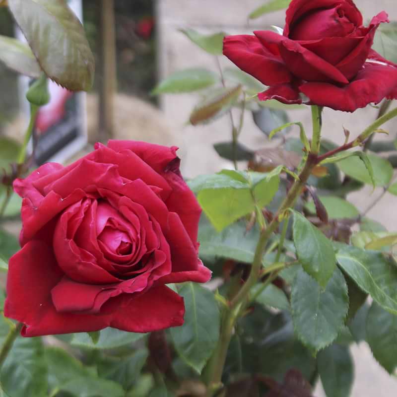Storblomstrende rose (Isabella Rosselini) - Flere varianter