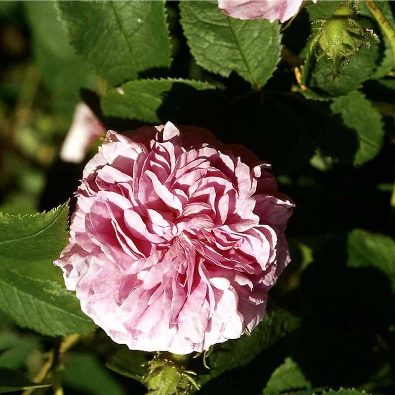 Ispahan rose