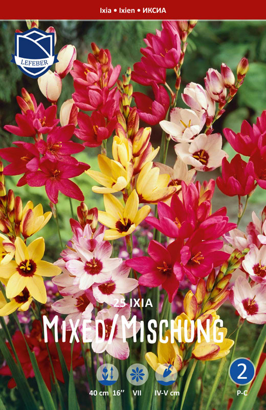 Forskellige blomsterløg