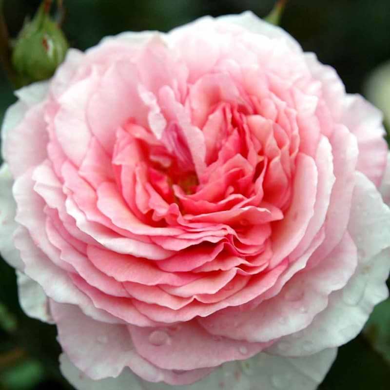 James Galway rose blomst