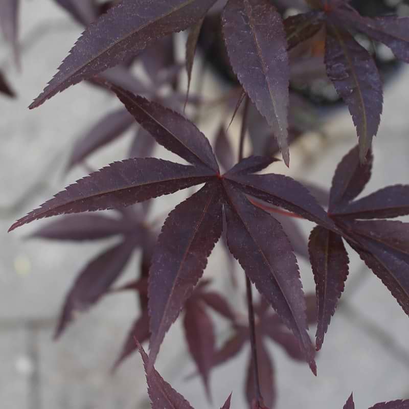 Red Emperor