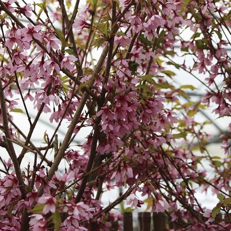 Japansk bjergkirsebær