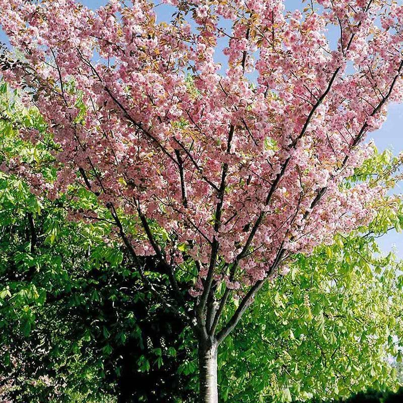 Japansk kirsebær Kanzan 
