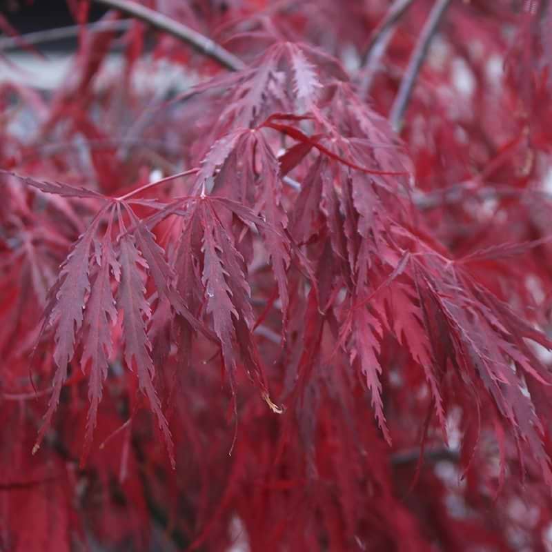 Japansk dværgløn