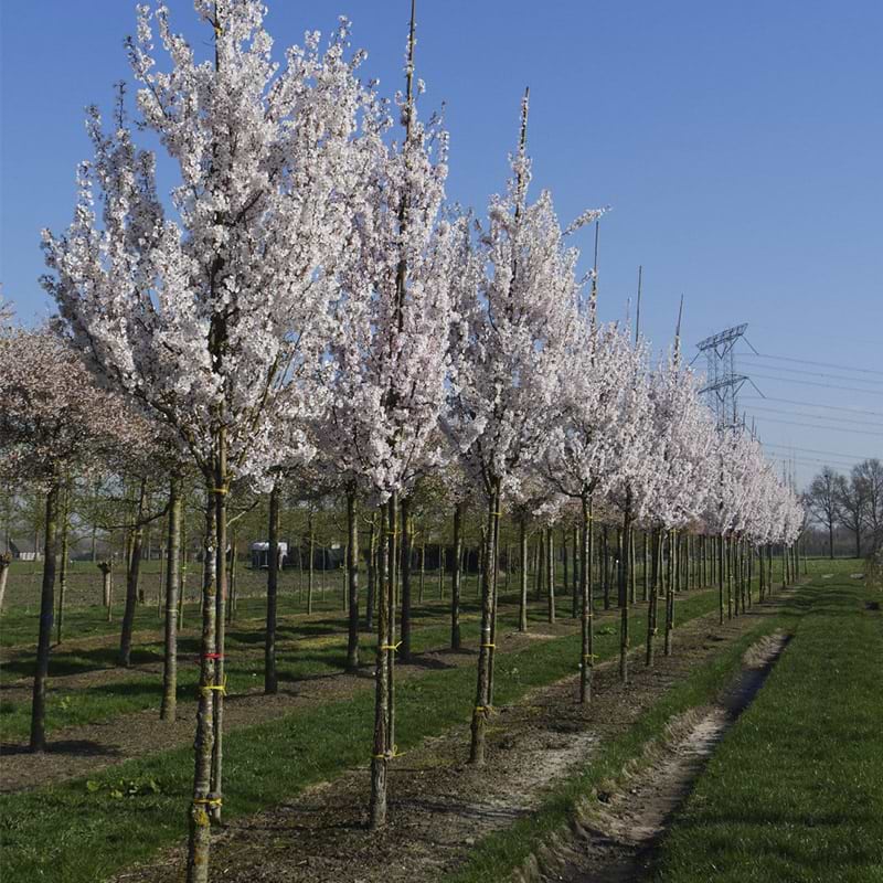 Japansk kirsebær (Prunus Incisa 'The Bride')