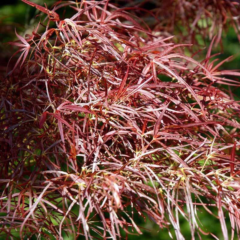 Acer palm. Red Pygmy