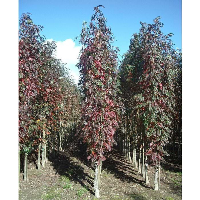 Japansk Røn (Sorbus 'Autumn Spire') Søjleformet 200-250 cm