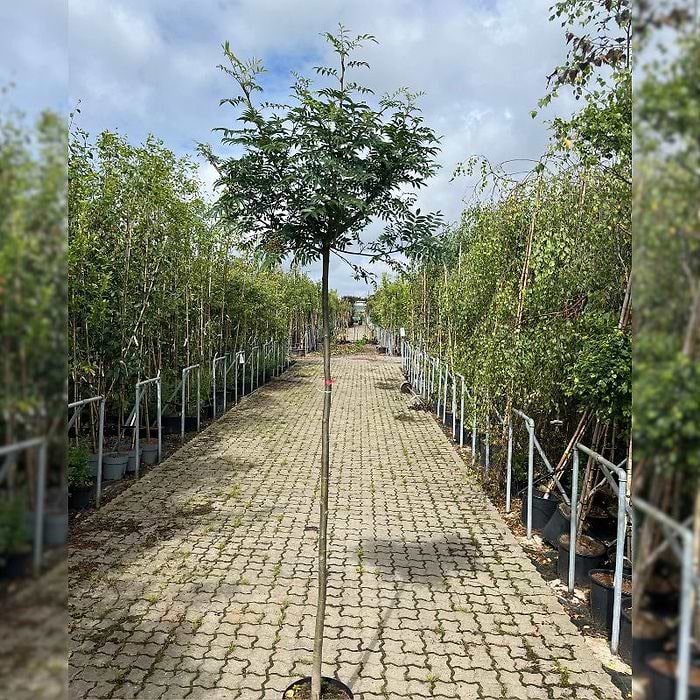 Japansk Røn (Sorbus commixta 'Fireball') Opstammet - Flere varianter