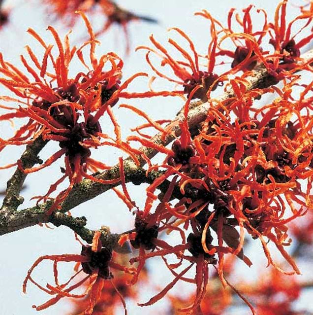 Troldnød Kinesisk (Hamamelis intermedia 'Jelena') 50-80 cm
