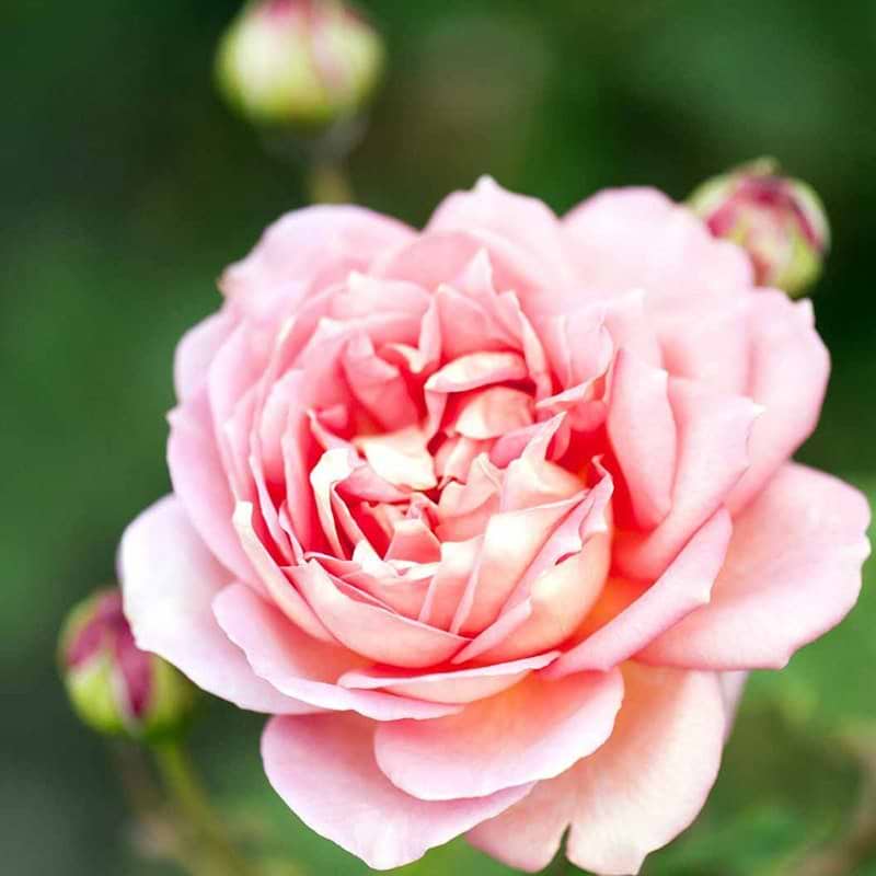 Jubilee Celebration rose og knop