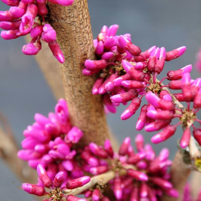 Judastræ (Cercis chinensis 'Avondale') Enstammet - Flere varianter