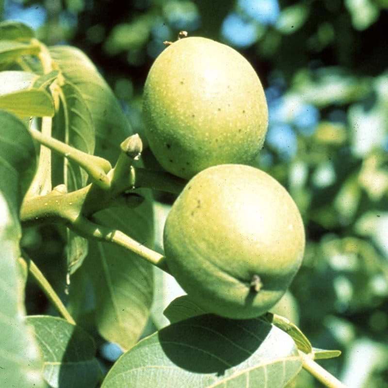 juglans