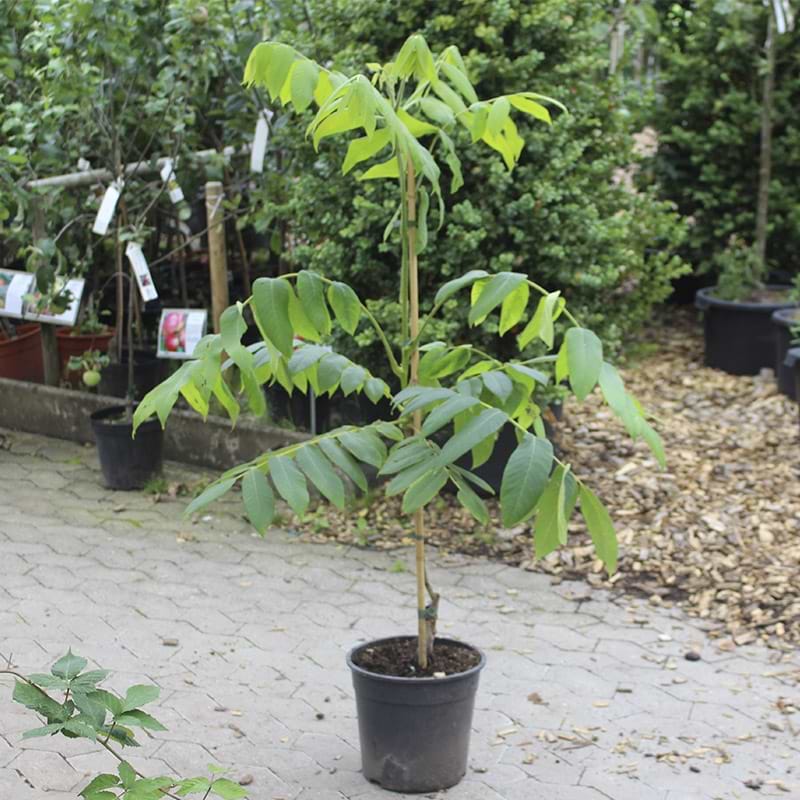 Juglans Hjertenød