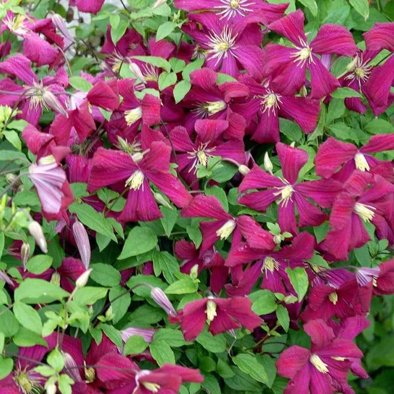 pink klematis