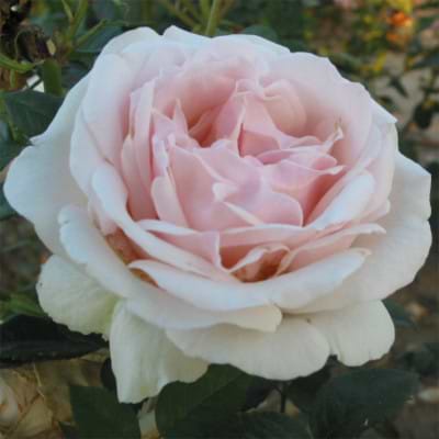 Rose julia renaissance 