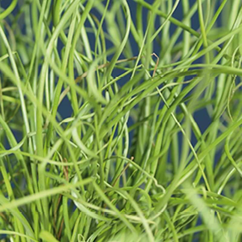 Juncus effusus 