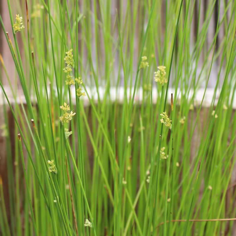 Juncus effusus