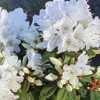 lysegule hvide blomster