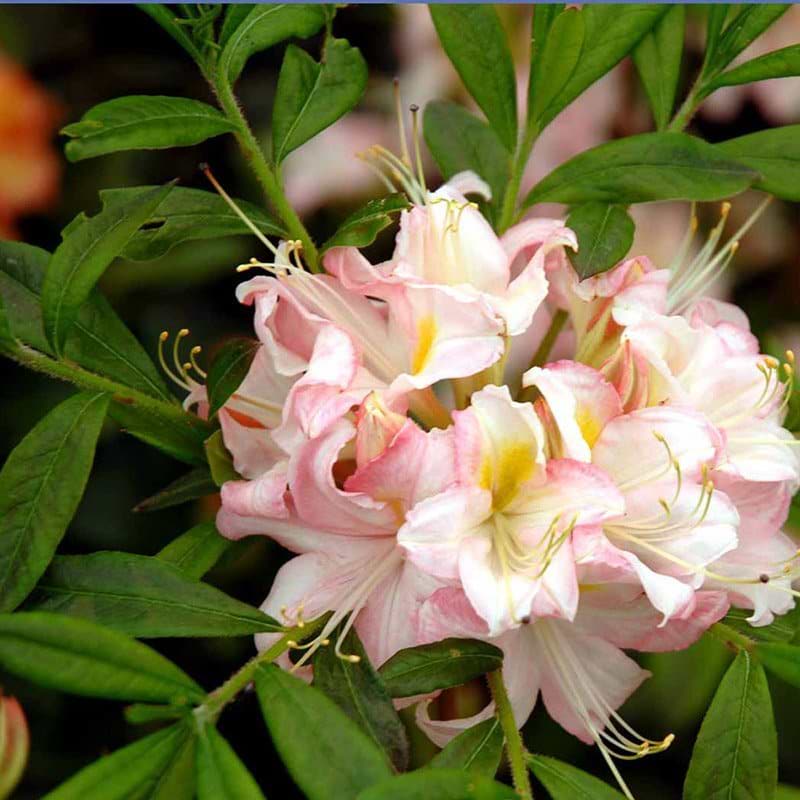 Løvfældende Azalea Juniduft