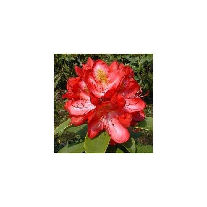 Rhododendron (Rhododendron 'Junifeuer') 50-60 cm