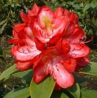 Rhododendron (Rhododendron 'Junifeuer') - Flere varianter