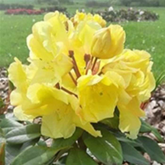 rhododendron royal butterfly 'Royal Red' Butterfly Bush