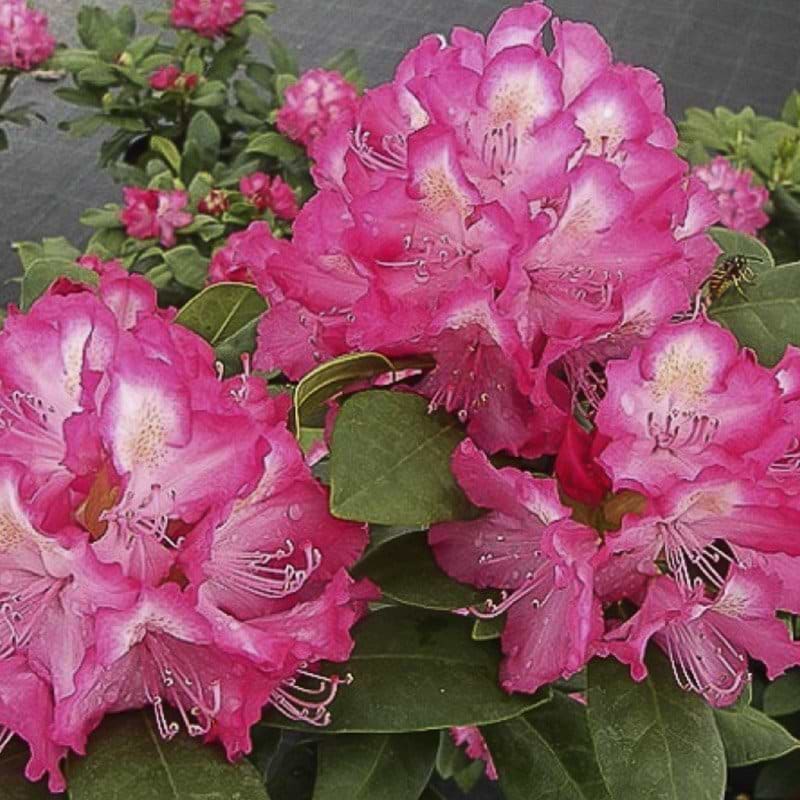 Rhododendron