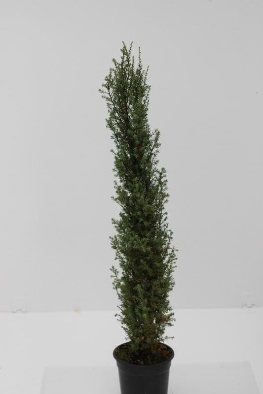 Juniperus communis Sentinel