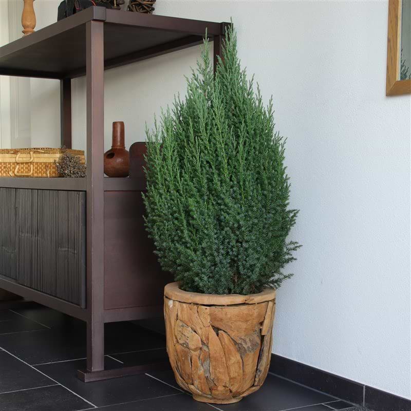 Enebær Kinesisk (Juniperus chinensis 'Stricta')