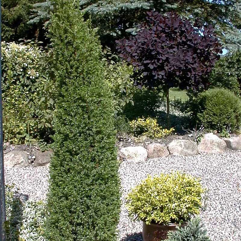 Juniperus com Arnold