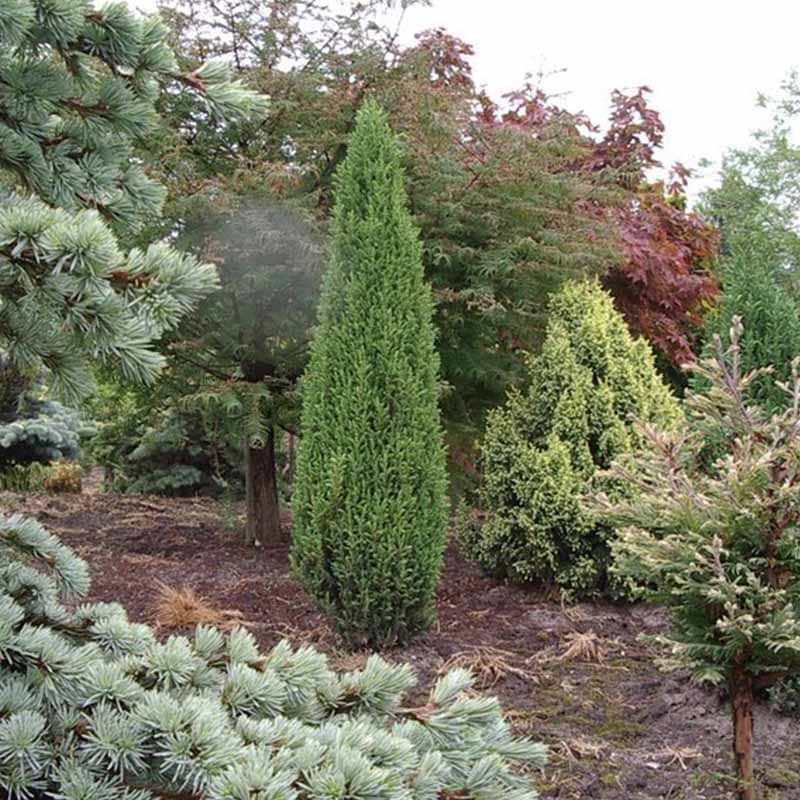 Juniperus communis Compressa